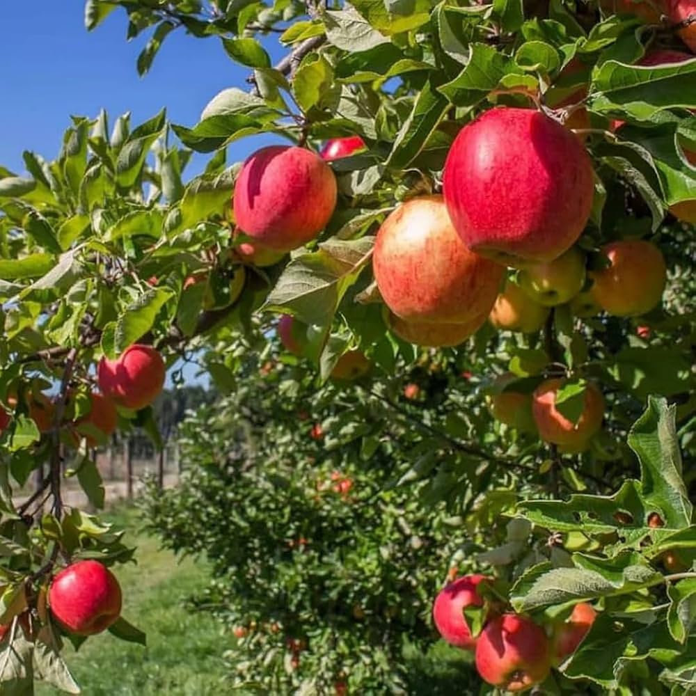 Anna Apple
