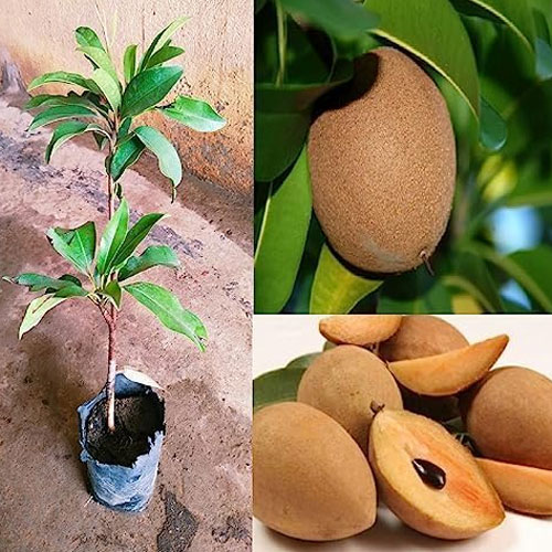 Kalapati Chikoo