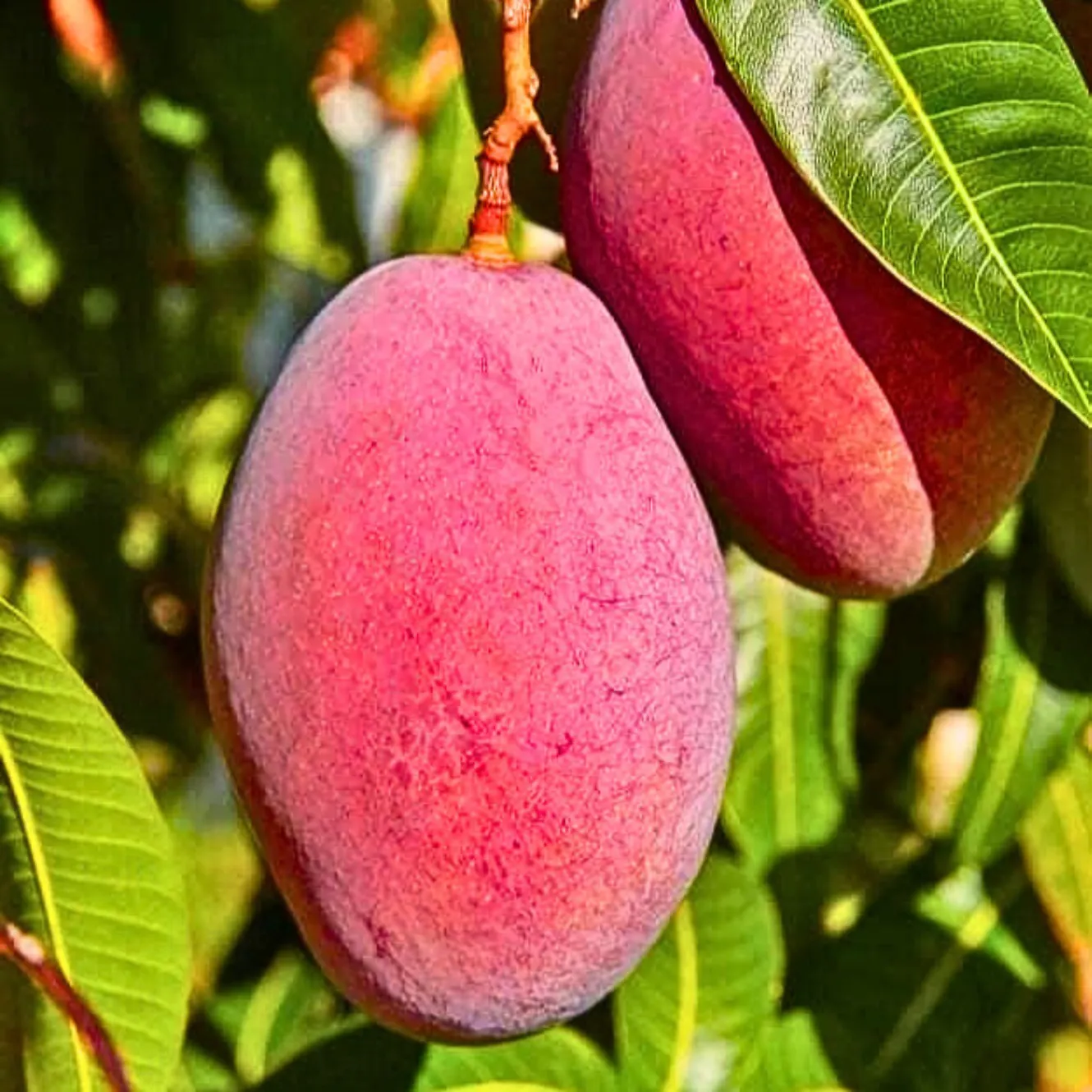 Miyazaki Mango