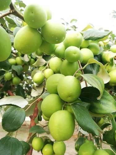 Apple Ber