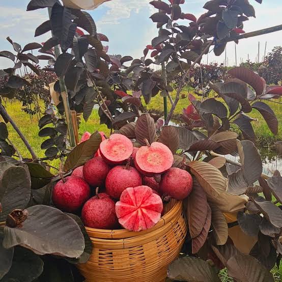 Red Guava Harvest