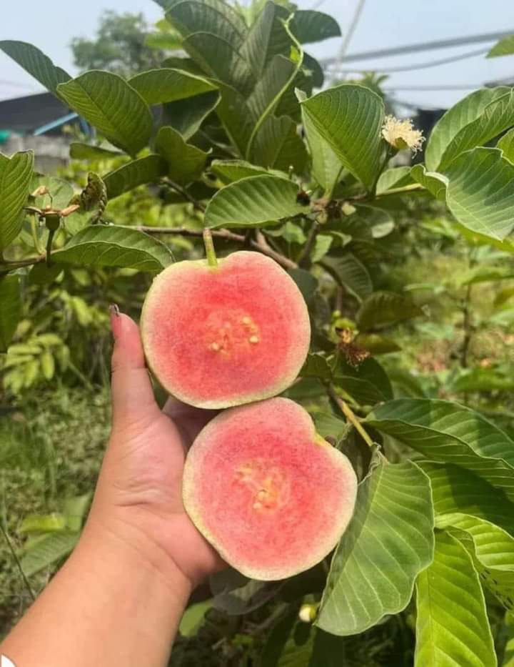 Super Barahmasi Lemon