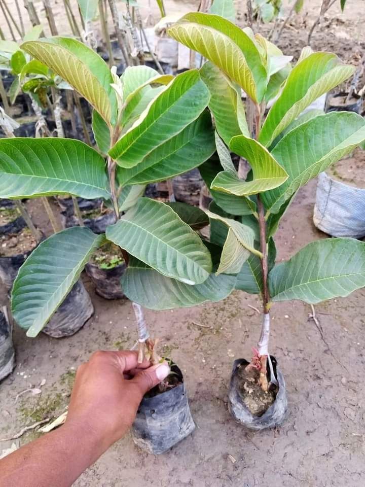 Super Barahmasi Lemon