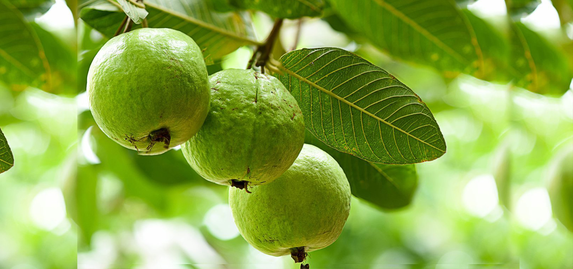 Next-Gen High Yield Agro Assets
