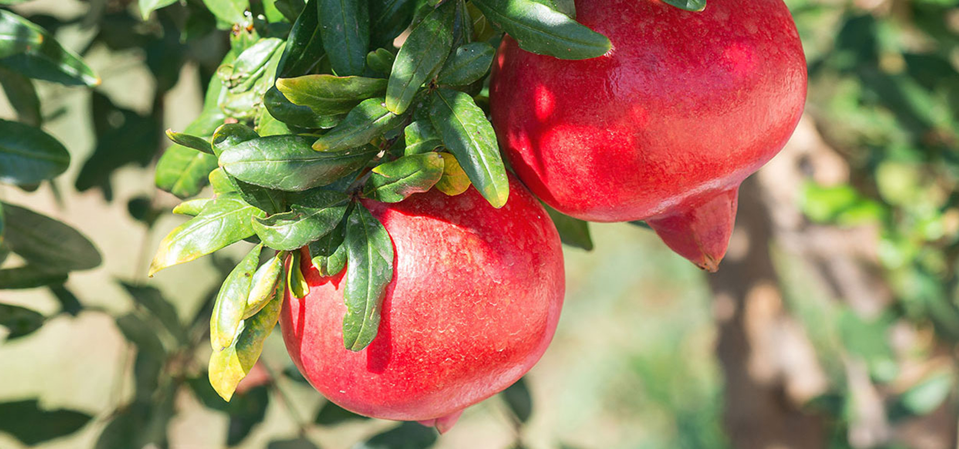 Organic Certified Research Solutions