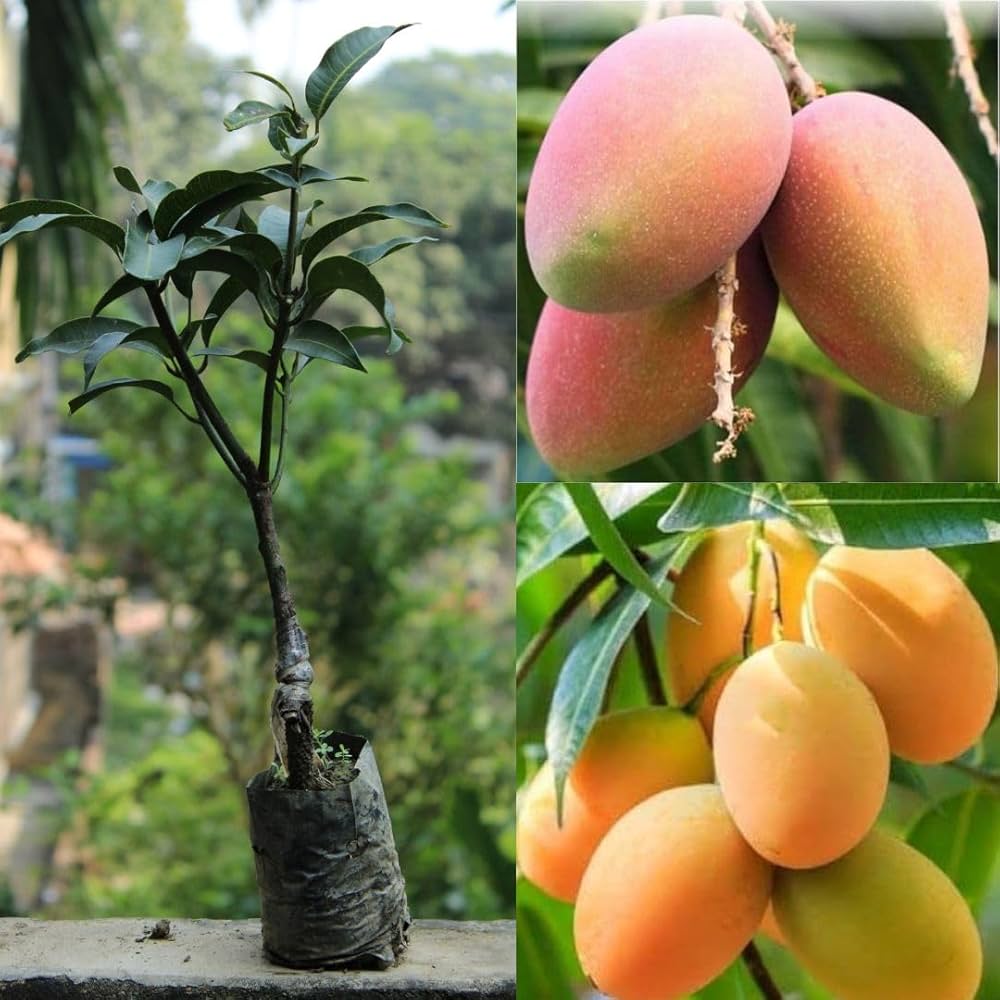 Kesar Mango