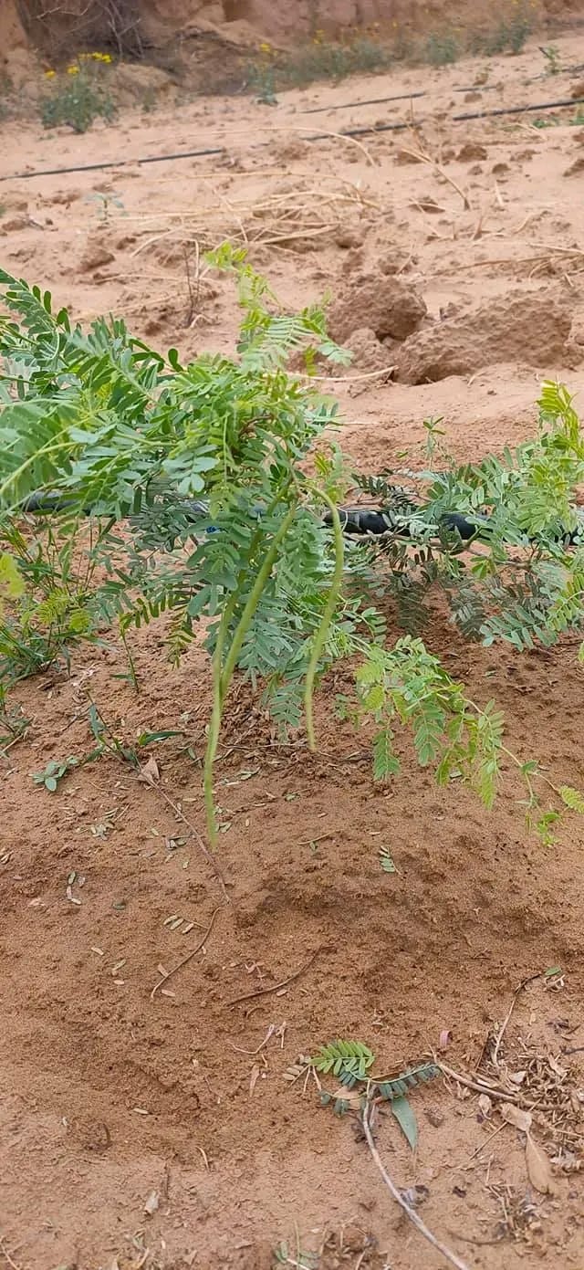 Nursery Stock